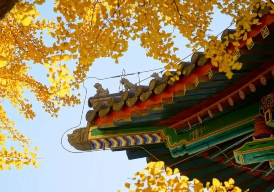 �����Ź�ѧ�̵���ô����